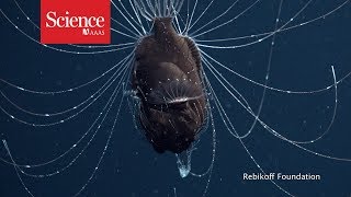 First footage of deepsea anglerfish pair [upl. by Laehpar]