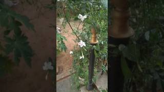 మా ఇంట్లోని జాజి మల్లె చెట్లు plants village home climber jasmine [upl. by Lemraj884]