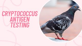 How to Perform Cryptococcus Antigen Testing [upl. by Ilana]