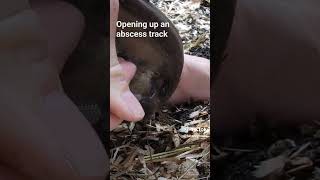 horse hoof abscess POP relieving the pressure abscess draining hoofcare horse farrier oddly [upl. by Yenhpad719]