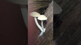 Two beautiful Psathyrella mushrooms fungi mushroom [upl. by Ennairrac76]