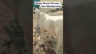 White Muscle Disease in Growing Cow Baby  veteducation [upl. by Ecital]