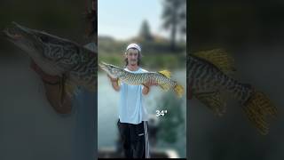 The Fish Of 10000 Casts Catching a Tiger Muskie TigerMuskie trophyfish muskyfishing shorts [upl. by Dugan617]