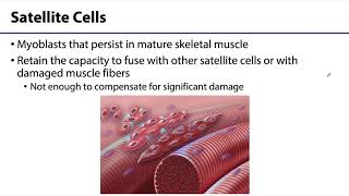 MSK Skeletal Muscle Tissue  Formation of Skeletal Muscle Fibers [upl. by Dannye]