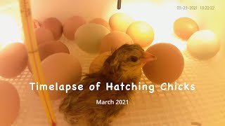 Chick Hatch Timelapse March 2021 [upl. by Ateinotna]