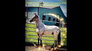 FVF Matt Dillon is a registered Appaloosa APHC gaited shuffling Appaloosa stallion at stud in TX [upl. by Nosloc]