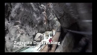 Zugspitz Dogtrekking 2018  FlegelDistanz [upl. by Demeyer188]