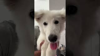 Stick em up shortvideo puppy shepherd dogbreed trending [upl. by Lleumas]