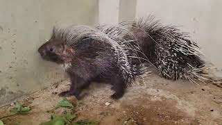 Two African Crested Porcupines are fighting for supremacywatch out [upl. by Nytsud654]