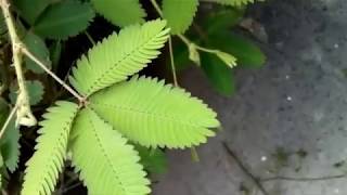 PLANTA DORMILONA   mimosa [upl. by Alegnad]