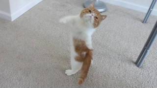 Cute Dancing Kitten [upl. by Lener]