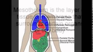 Mesothelium Cells [upl. by Anaiq]