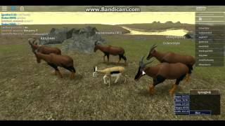 Roblox Wild Savannah Lions Massive Topi herd [upl. by Hait138]