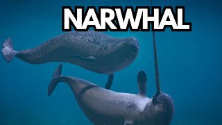 Mysterious World of Narwhals Unicorns of the Sea [upl. by Ettennad80]