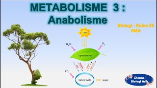 Metabolisme part 3  Anabolisme  Biologi kelas 12 SMA [upl. by Araccot]