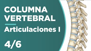 COLUMNA VERTEBRAL 46 Articulaciones cervicales torácicas lumbares 😱 [upl. by Rahal]