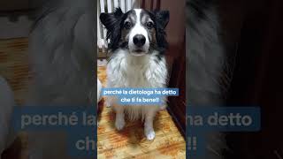 Cani divertenti sweetness 💝 canidivertenti pets caninecuteness divertente doglover humor cani [upl. by Glialentn]