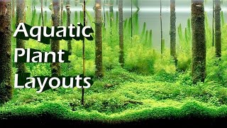 Top 10 Beautiful Aquatic Plant Layouts in Aquariums [upl. by Htebzile]