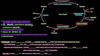 Urea Cycle Part 5 of 5  Disorders and Treatments [upl. by Monika472]