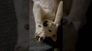 Can this big adorable pup scratch his face while upside down [upl. by Anrahc]