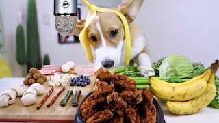 ASMR Corgi Puppy Reviews Food [upl. by Brenden416]