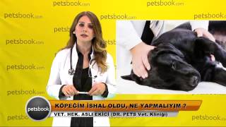 Köpeğim ishal oldu ne yapmalıyım [upl. by Ellenar]