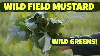 Wild Field Mustard How to Pick and Process [upl. by Aronal]