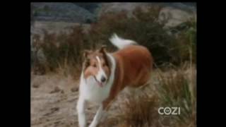 Lassie  Episode 554  quotLassies Busy Dayquot  Season 17 Ep 15  01171971 [upl. by Eitten527]