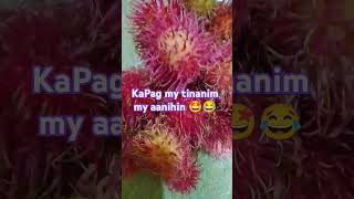 RAMBUTAN FRUIT HEALTH BENEFITS AND NUTRIENTS FACT [upl. by Acinahs]