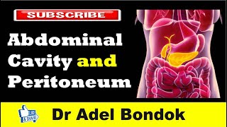 Abdominal Cavity Planes Compartments and Peritoneum Dr Adel Bondok [upl. by Lilybelle]