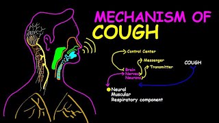 The Physiology of Coughing From Irritation to Reflex [upl. by Melinda]