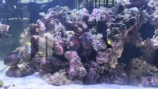 Waterbox 2206 Marine Aquarium with Powder blue tang bristle tooth tang clown tang sailfin tang [upl. by Esilec334]