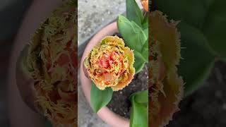 How To Grow Tulips From Bulbs Into Beautiful Flowers [upl. by Sset454]