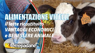 Alimentazione vitelli scrocchi [upl. by Eahsat]