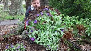 Lungwort Pulmonaria longifolia  Plant Identification [upl. by Som]