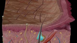 Estructura y función de la piel [upl. by Dosi]