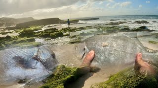 Fishing Galjoen Steenbras Its time to scratch till you catch [upl. by Stalker616]