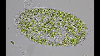 Grünes Pantoffeltierchen Paramecium bursaria [upl. by Muffin]