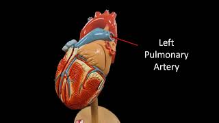 Heart anatomy model virtual flash cards for practical exam [upl. by Ramburt]