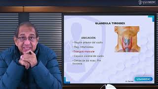 ANATOMÍA DE LA GLÁNDULA TIROIDES Y PARATIROIDES  Usamedic [upl. by Temple]