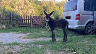 La nostra disciplina mattutina Facciamo insieme il giro degli Animali [upl. by Paxton]