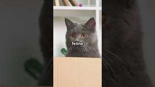 One Legged Cat Wins Olympic Gold cat funnyanimals ai funnypets funnycats funny petvideos [upl. by Kapor]