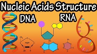 Structure Of Nucleic Acids  Structure Of DNA  Structure Of RNA  DNA Structure And RNA Structure [upl. by Condon]