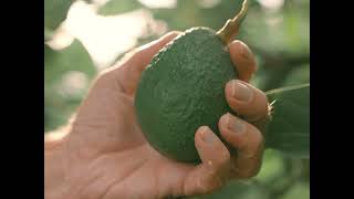 Be ready for the future of avo farming with Koppert [upl. by Assisi]