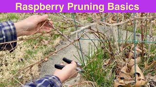 Raspberry Pruning Basics  Spring Raspberry Pruning  Rubus idaeus [upl. by Gypsie]