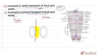 Medullary rays are mainly [upl. by Rimat897]