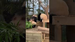 우리 애들이 왜 이럴까🤣후이잉🩷후이바오 아이바오 루이바오 aibao huibao ruibao panda 판다 cutepanda [upl. by Cristobal173]