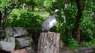 Female guinea fowl sound [upl. by Ahsieat520]