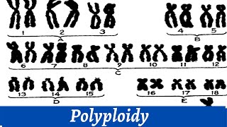 Causes Of Polyploidy Of Chromosomes  Chromosomal Study  Histology [upl. by Annunciata591]