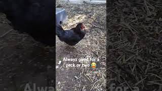 funny chicken Elviras peckingorder cuteanimals simplejoy backyardchickens høns homesteading [upl. by Ttekcirc817]